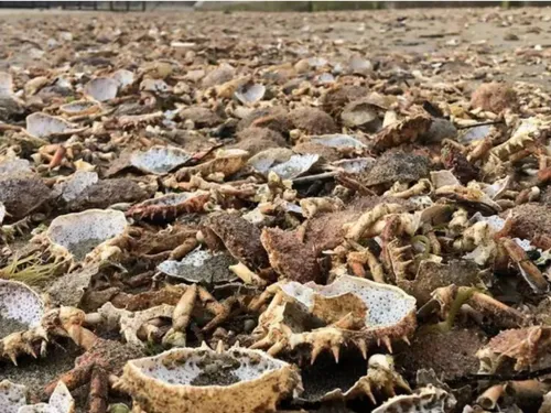Une plage de St Malo recouverte de carcasses d’araignées de mer