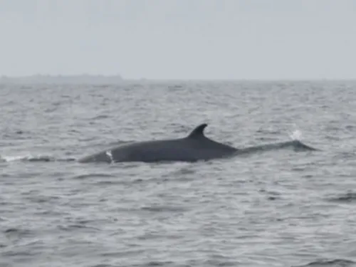 Une baleine à bosses et deux rorquals observés au large des côtes...