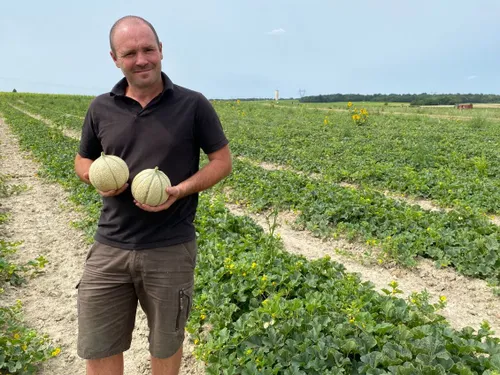 A vos assiettes... La saison du melon démarre en Pays-de-la-Loire !