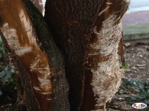 De nombreux arbres dégradés dans la Ville de Limoges