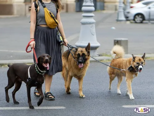 Limoges : à la poursuite du bien-être canin