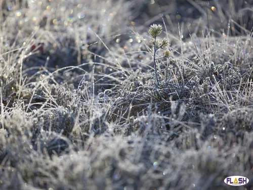 Plan Hivernal : Passage au Niveau 1 « Temps Froid »