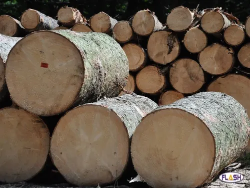 Corrèze : L'extension de la scierie d'Égletons fait débat