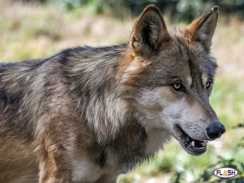 Corrèze : Un loup potentiellement de retour dans le département