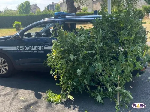 Corrèze : 4 pieds de cannabis trouvés à Argentat