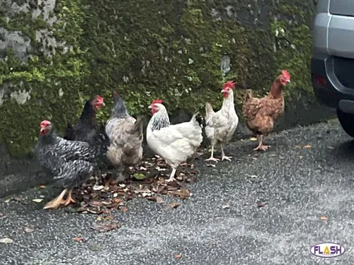 Corrèze : Les poules disparues de la Mairie de Tulle retrouvées