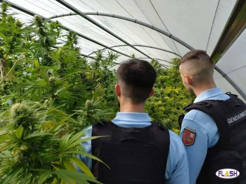 Corrèze : 1kg de têtes de cannabis découverts à Uzerche