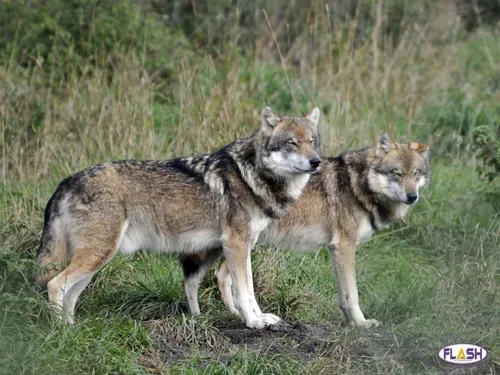 Corrèze : La présence de 2 loups confirmée sur le territoire