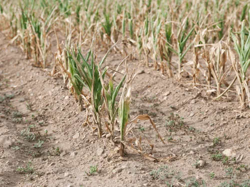 Sécheresse : une ferme maraîchère s'adapte avant l'été 
