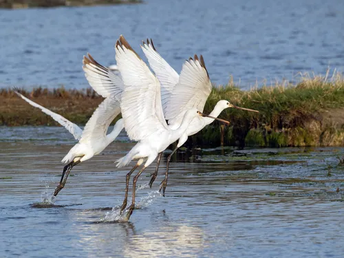 Les oiseaux migrateurs printaniers s'installent aux marais de Séné