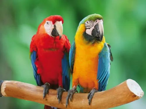 La foire aux oiseaux de Pontivy démarre ce week-end