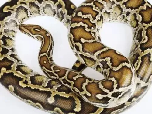 Roche-la-Molière : vigilance, un python s'est échappé