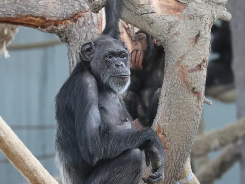 Un des plus grand enclos pour chimpanzés a vu le jour à...