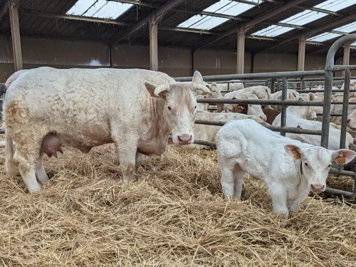 Salon de l’Agriculture : une vache ligérienne choisie pour un...