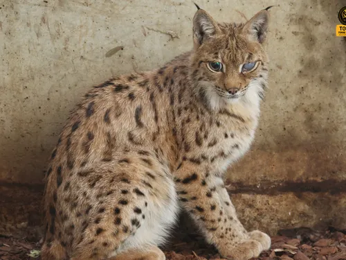 Saint-Martin-la-Plaine : Tonga Terre d'Accueil recueille un lynx...