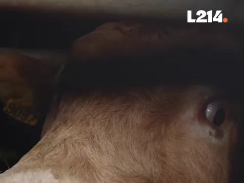 Abattoir de Charlieu : L214 porte plainte contre la Préfecture