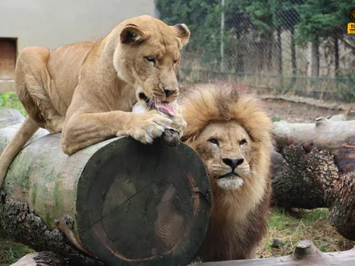 Saint-Martin-la-Plaine : deux lions quittent le zoo pour l'Afrique...