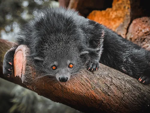 Fêtez Halloween au Zoo African Safari