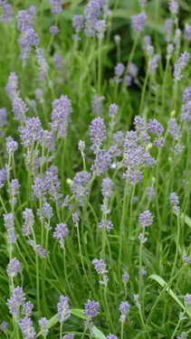 Visite découverte biodiversité le 17 juillet à Grande-Synthe