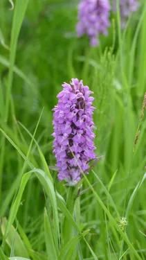 Visite découverte biodiversité ArcelorMittal - les orchidées...