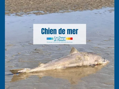 Bray-Dunes : on en sait plus sur le requin aperçu dimanche après-midi