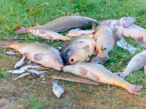 Loon-Plage : tous les poissons retrouvés morts au Parc Galamé