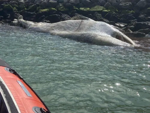 Calais : il faudra attendre pour retirer la dépouille de la baleine...