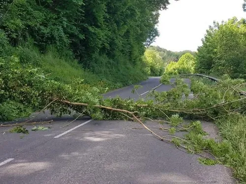 Blendecques : un arbre tombe sur la route