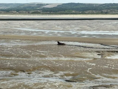 Touquet : un cheval pris au piège dans les sables mouvants de la...