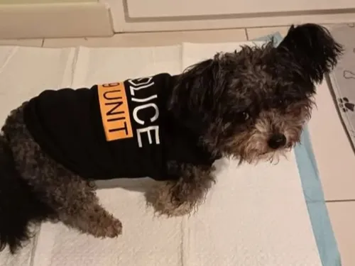 Chiens mortellement percutés à Coudekerque-Branche, un premier...