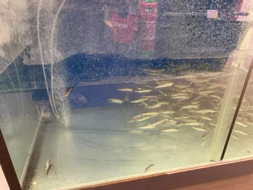 Longuenesse : polémique autour de la détention de poissons pour la...