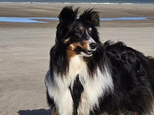 Après 7 jours d'errance et des dizaines de kilomètres, la chienne...