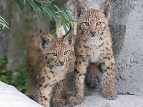 Fort-Mardyck : nous vous présentons Anka et Jasna, les deux bébés...