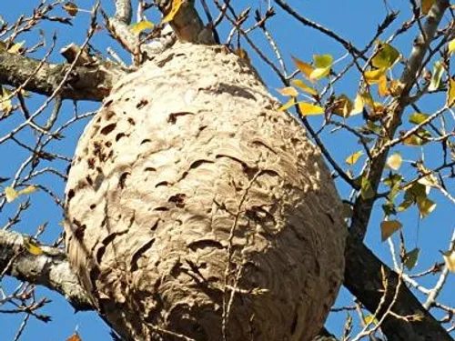Hazebrouck : un nid de frelon asiatique présent dans un parc,...