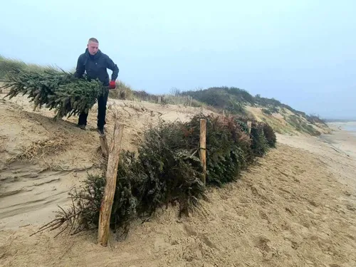 Wissant: des sapins de Noël pour lutter contre l'érosion de la dune...