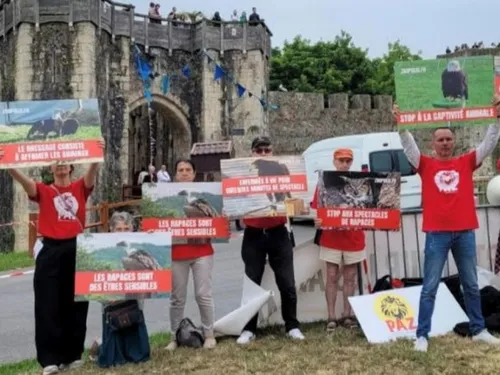 Watten : PAZ veut voir disparaître les rapaces à la fête médiévale,...