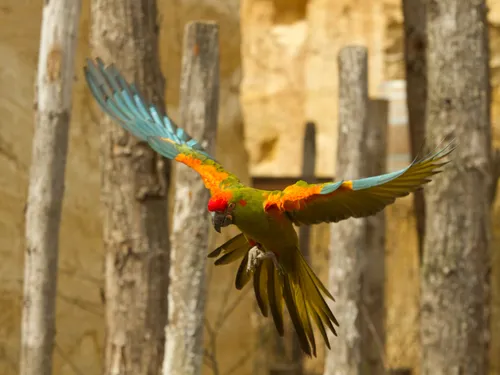 Doué-la-Fontaine. Le Bioparc récupère des aras issus du trafic...