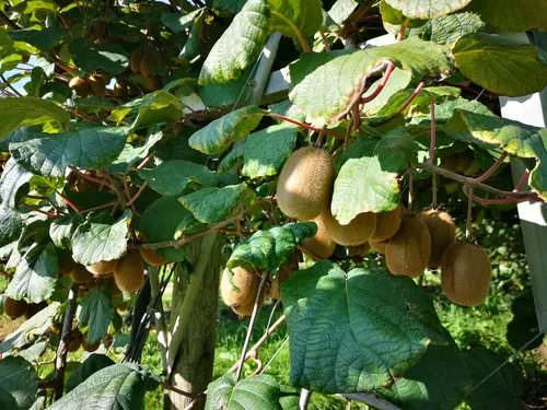 Le Verger de la Maison Blanche ouvre ses portes aux gourmands !