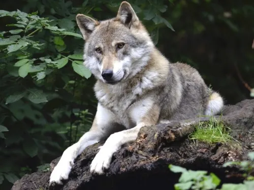 Le loup fait-il son apparition dans le Haut-Anjou ?