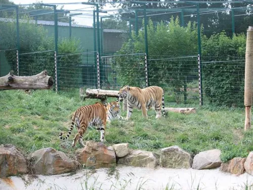 Au Refuge de l'Arche, les tigresses venues d'Ukraine s'adaptent à...
