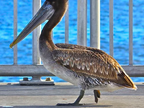 LES PELICANS DE RETOUR EN MARTINIQUE 