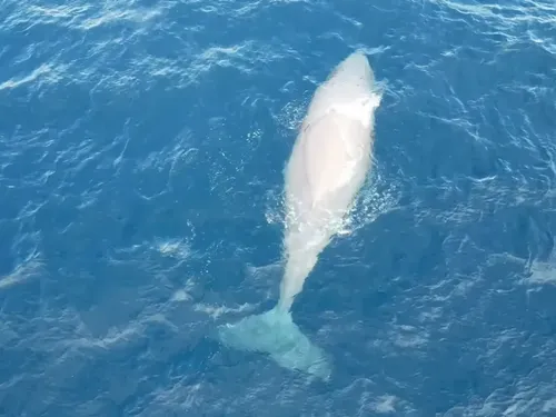 Réunion : Une baleine à bosse blanche aperçue en mer 