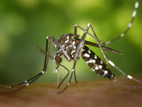 Nouvelle-Calédonie : Un programme novateur contre la dengue reconnu...