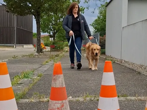 Une école pour former les chiens guides de demain à Cernay