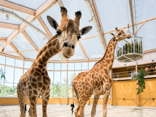 Deux girafes viennent d'arriver au zoo de Mulhouse