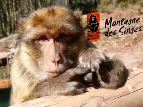 La Montagne des Singes à Kintzheim