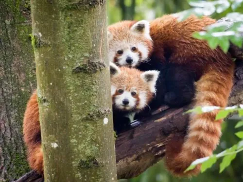 Choisissez les prénoms des pandas roux du Zoo de Mulhouse