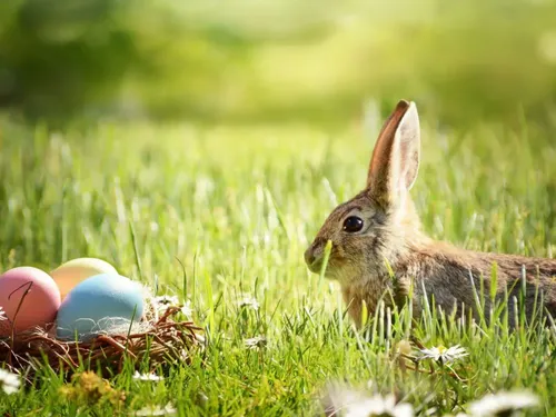 Le calendrier des chasses aux oeufs de Pâques en Alsace