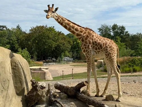 Les girafes, nouvelles stars du Zoo de Mulhouse