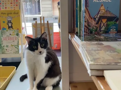 Une ronron librairie à Colmar